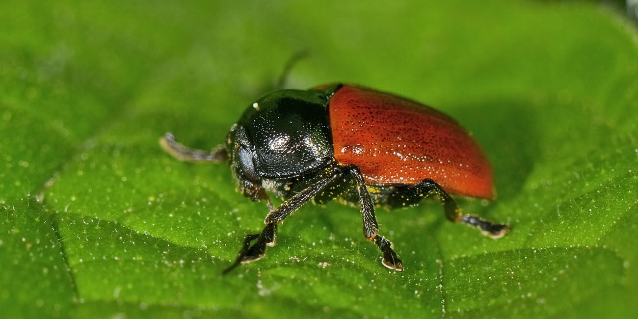 Chrysomelidae, Cryptocephalus coryli? S.